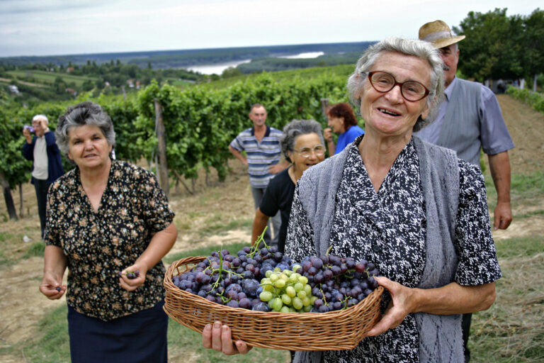 Crianza artesanal: el cuidadoso proceso que define los vinos de Bodegas del Campo