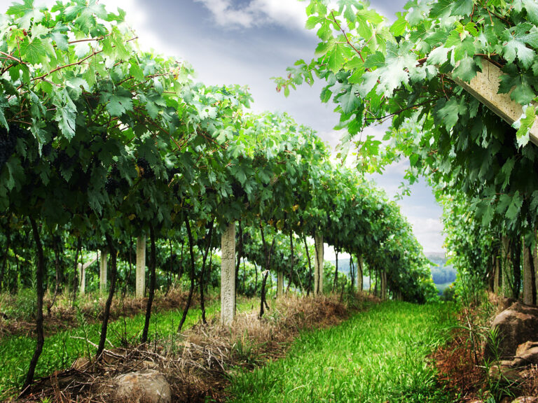 El arte vinícola de Bodegas del Campo